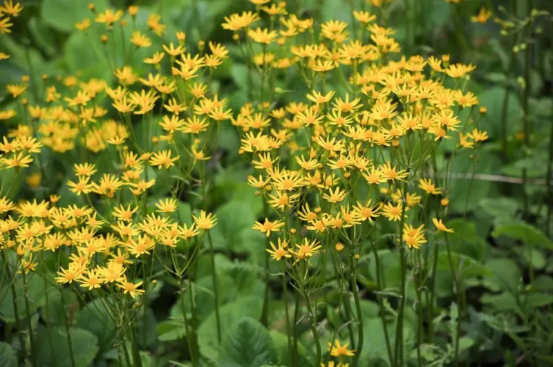 Golden Ragwort Golden Ragwort