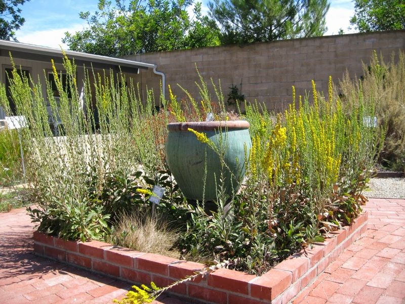 Goldenbush and Goldenrod