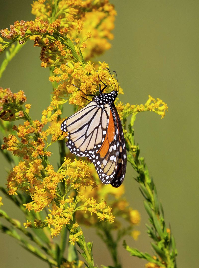 Goldenrod