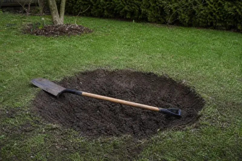 Good planting starts with a wide, shallow hole