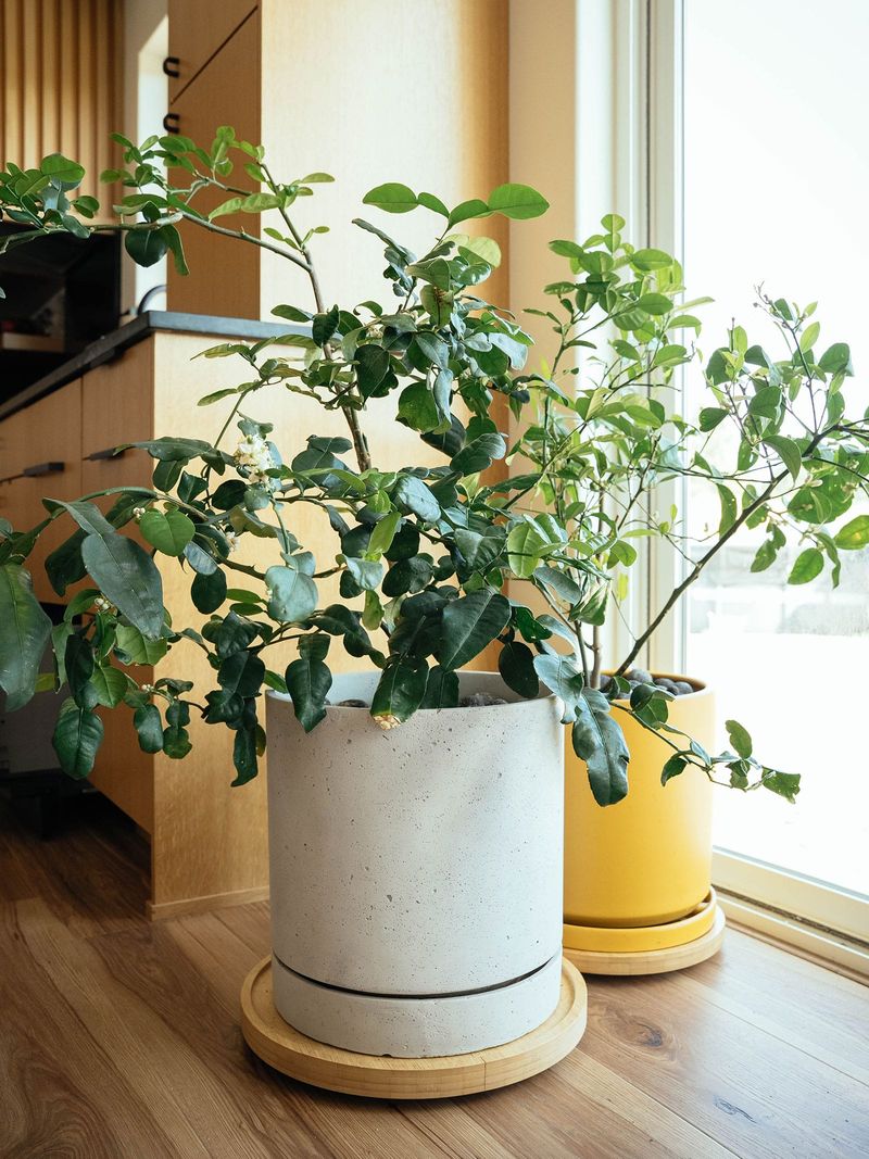 Good winter care supports fruiting, not a guaranteed harvest