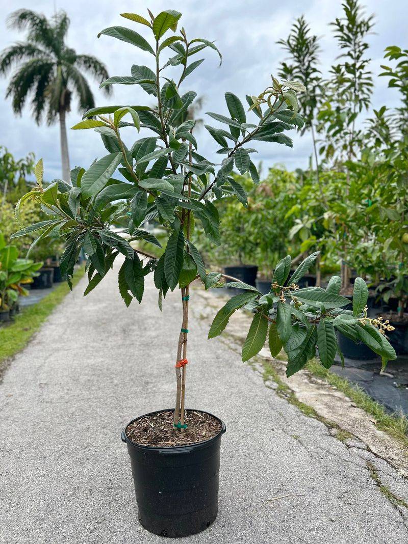 Grafted Loquat