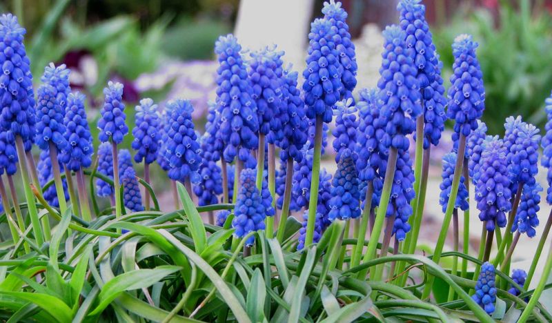 Grape Hyacinth