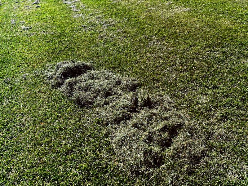 Grass Clippings Treated With Weed Killer Grass Clippings Treated With Weed Killer