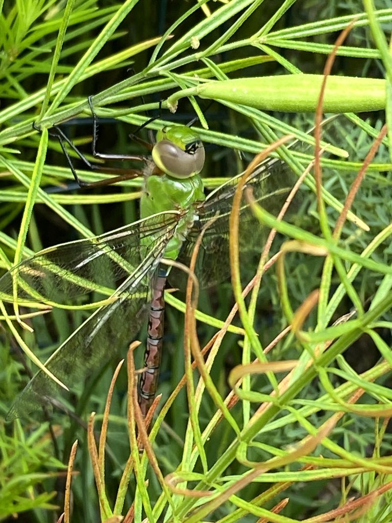 Grass stems can give dragonflies a place to perch Grass stems can give dragonflies a place to perch