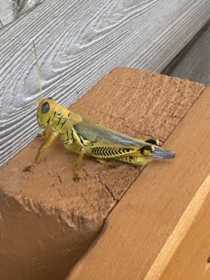 Grasshoppers stand out in the diet evidence Grasshoppers stand out in the diet evidence