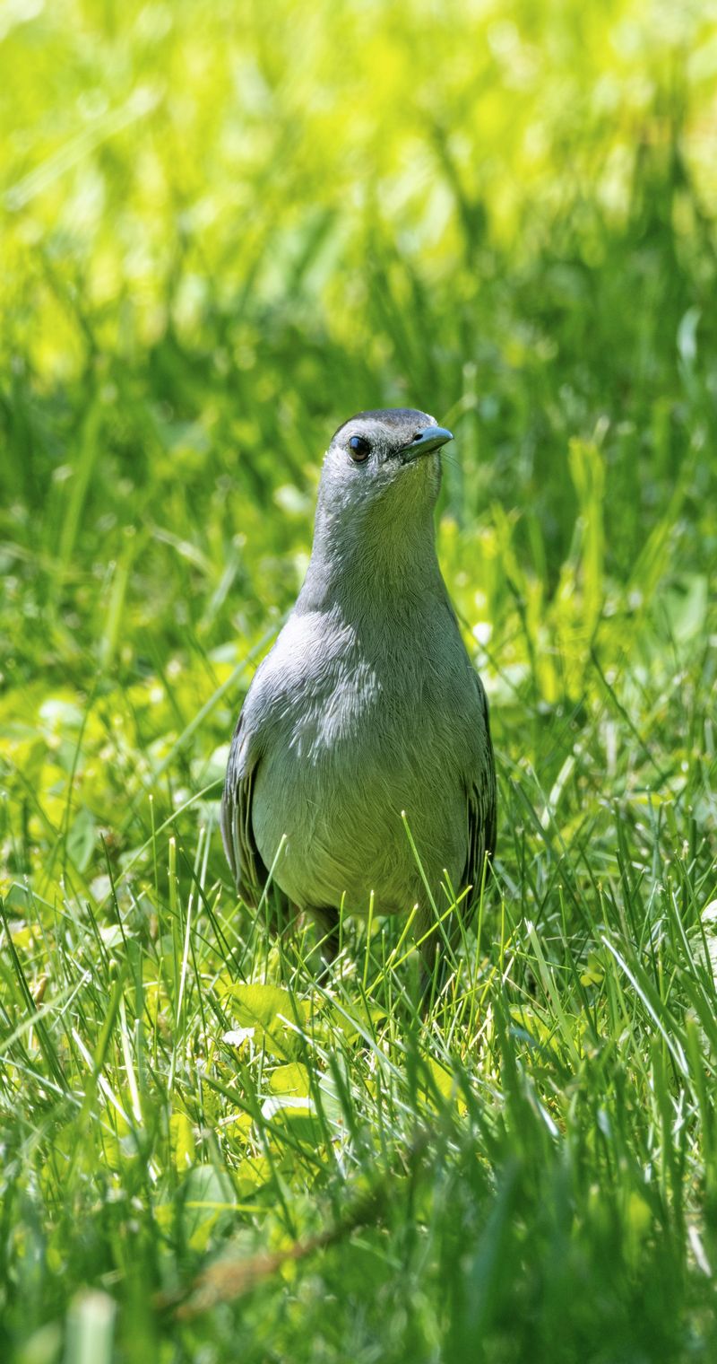 Gray Catbird