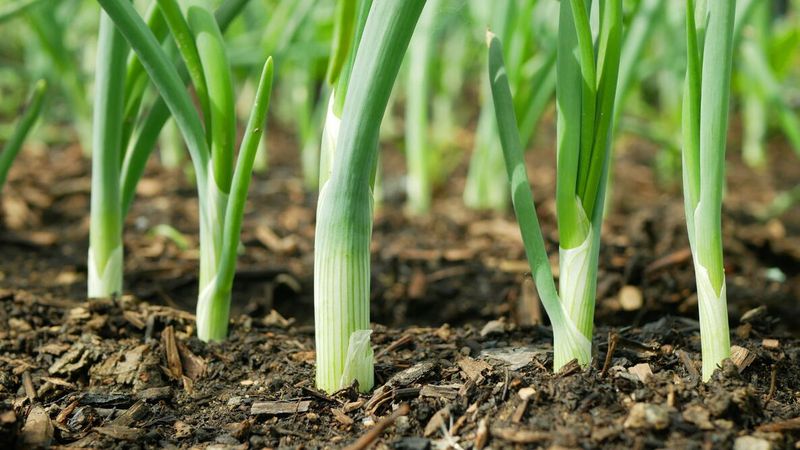 Green Onions