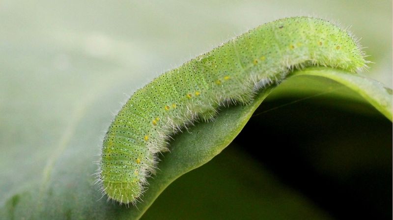 Green caterpillars can point to more than one pest