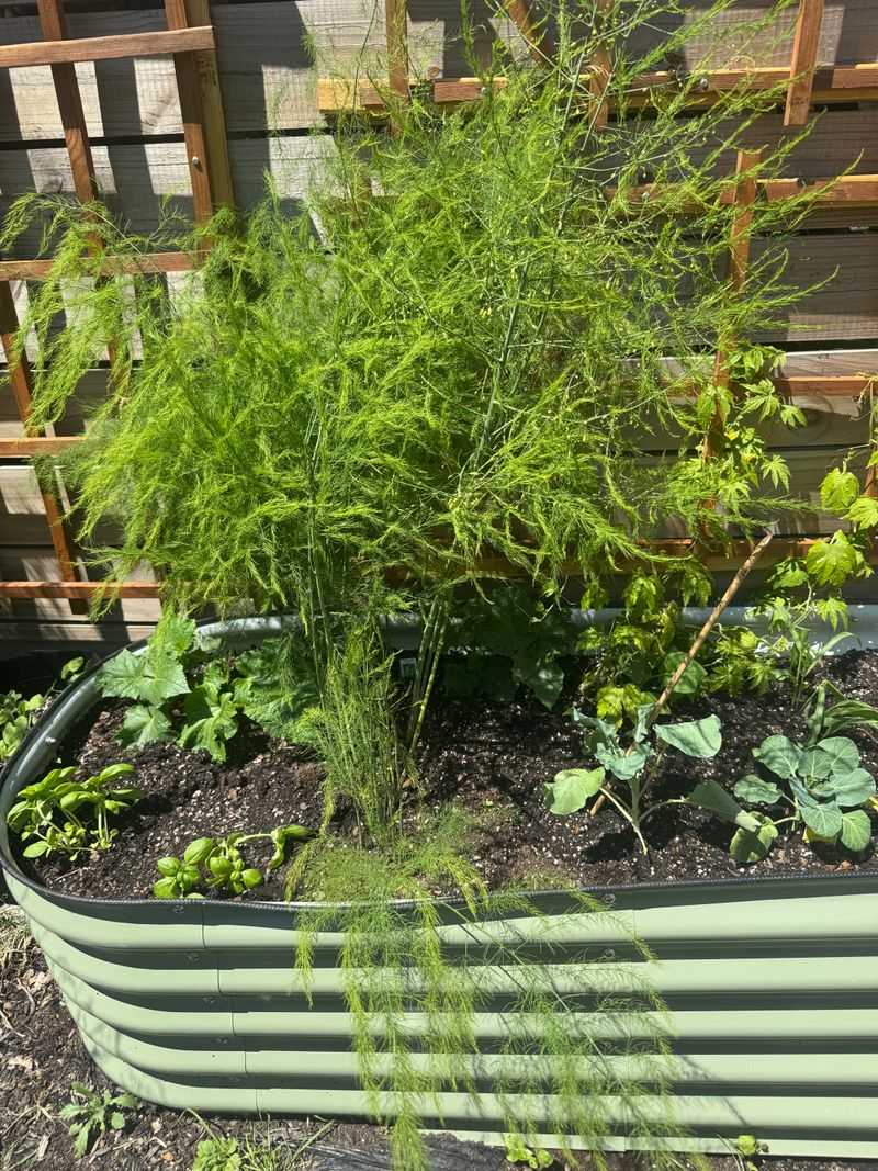 Green ferns help replenish the plant’s reserves Green ferns help replenish the plant’s reserves