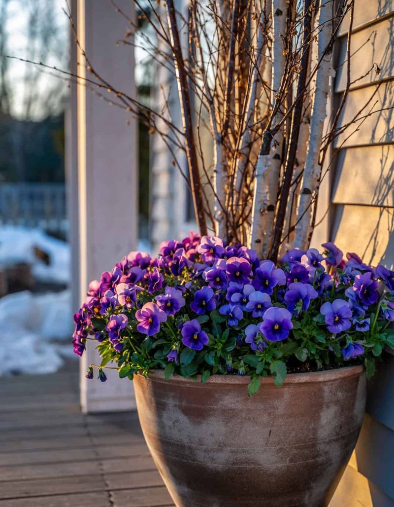 Green foliage and a polished winter display are not the same