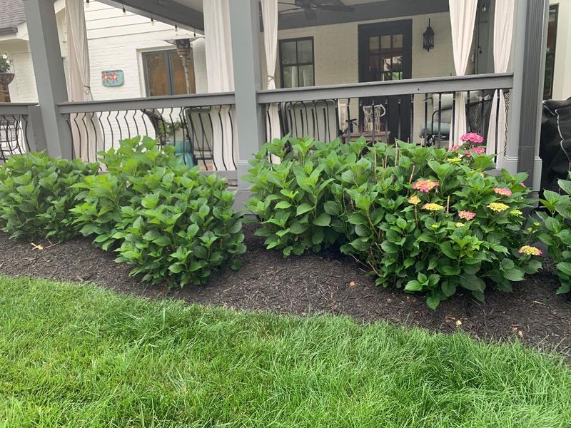 Green growth can return after flower buds are lost