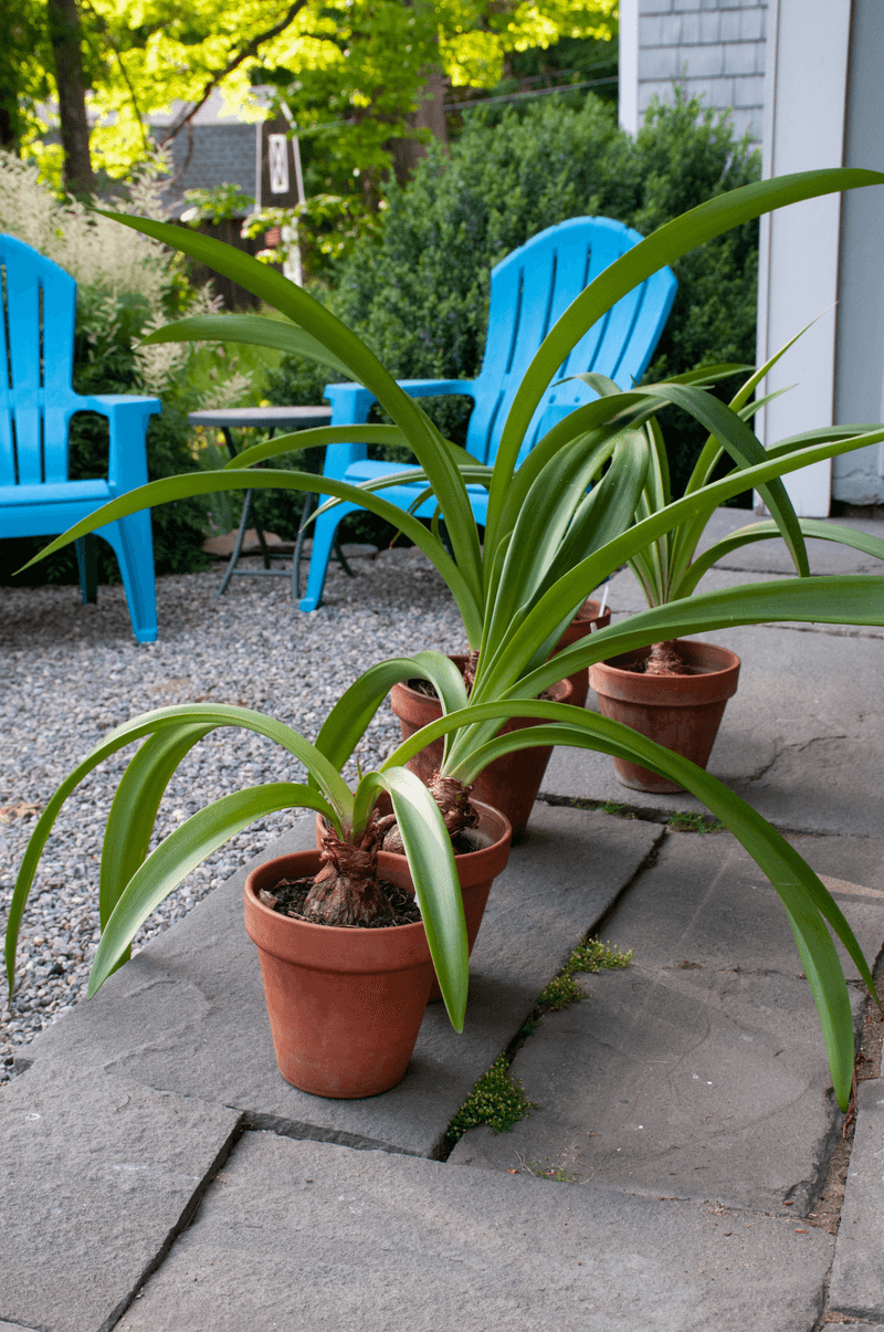 Green leaves help replenish the bulb