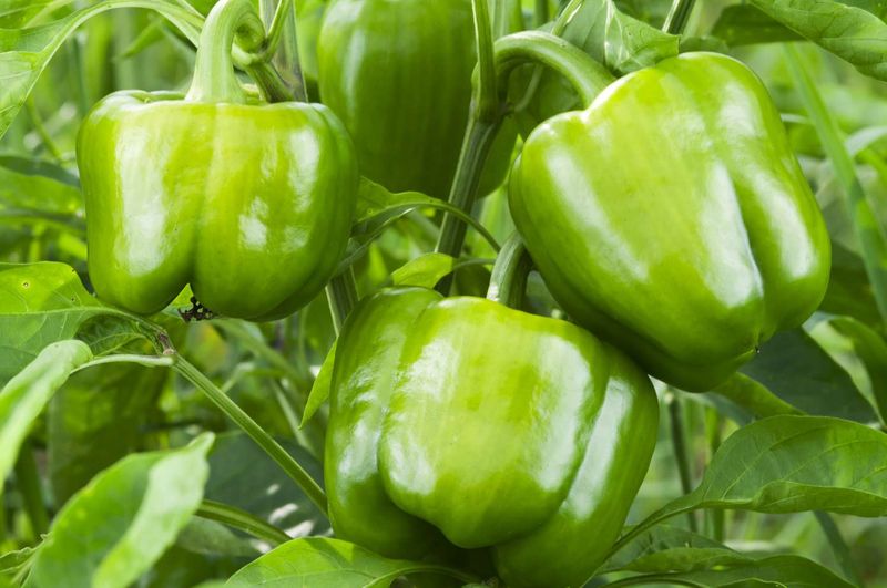 Green peppers are still a useful harvest
