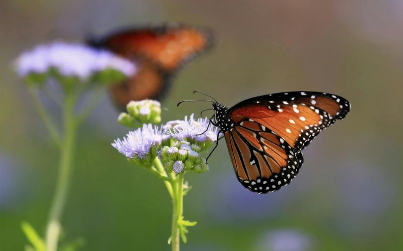 Gregg's Mistflower