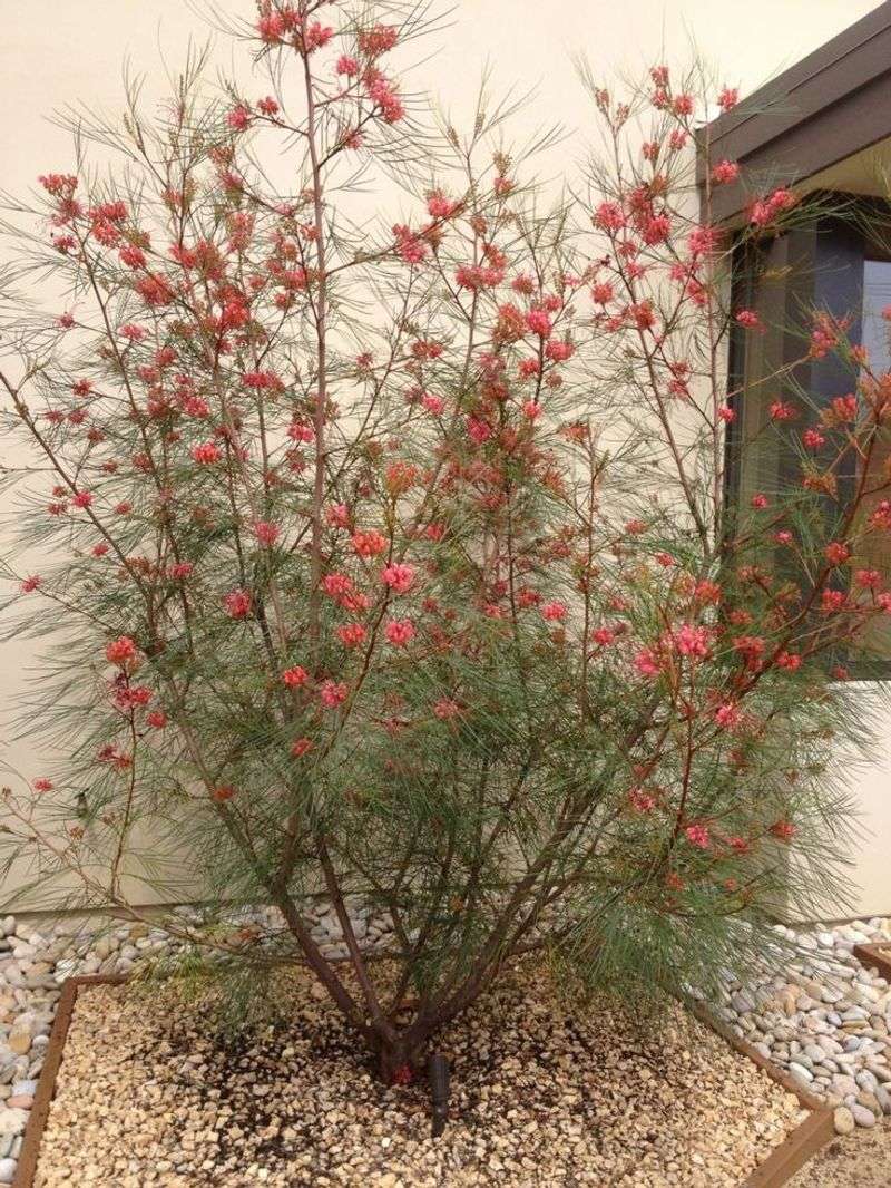 Grevillea 'Long John'