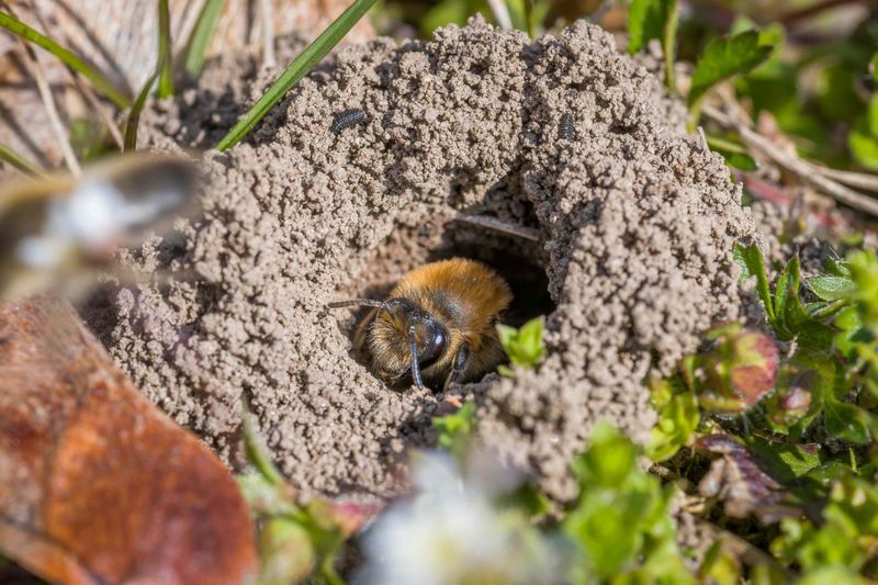 Ground-Nesting Bees Ground-Nesting Bees