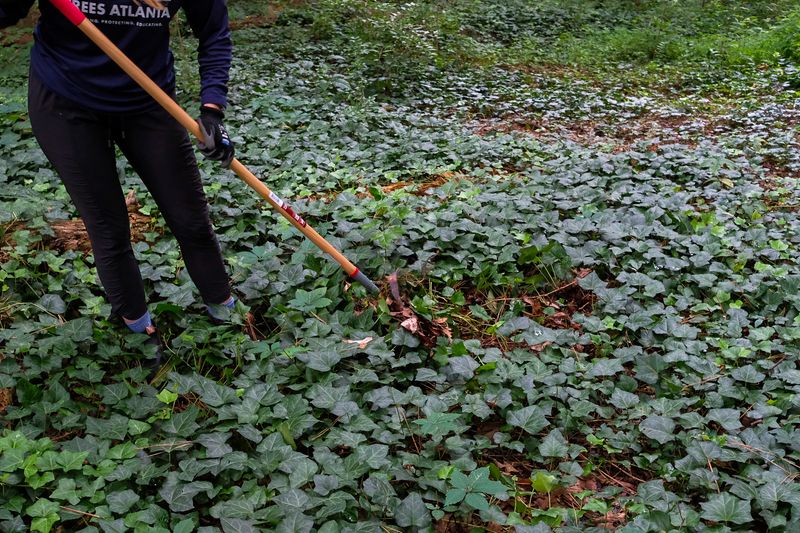 Ground infestations need persistent, careful removal Ground infestations need persistent, careful removal