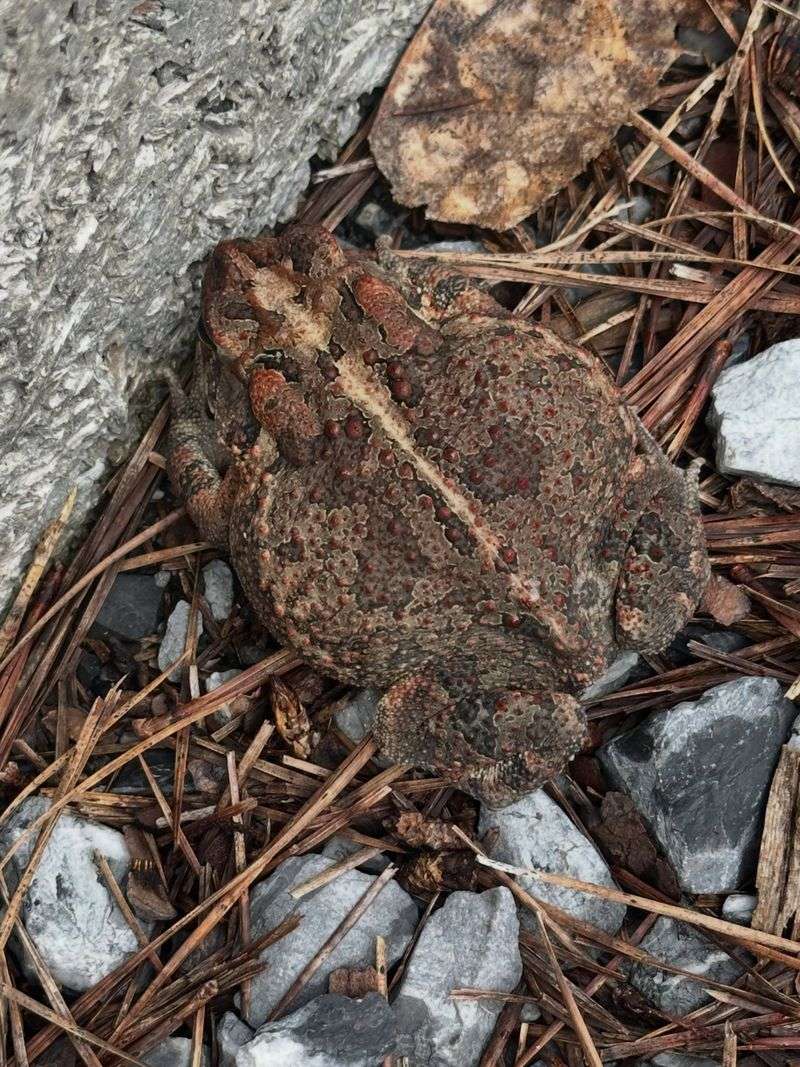 Ground-level cover can offer terrestrial refuge