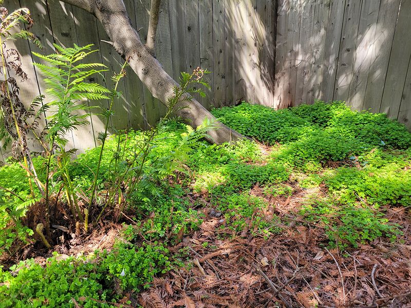 Ground-level cover gives a refuge somewhere to start