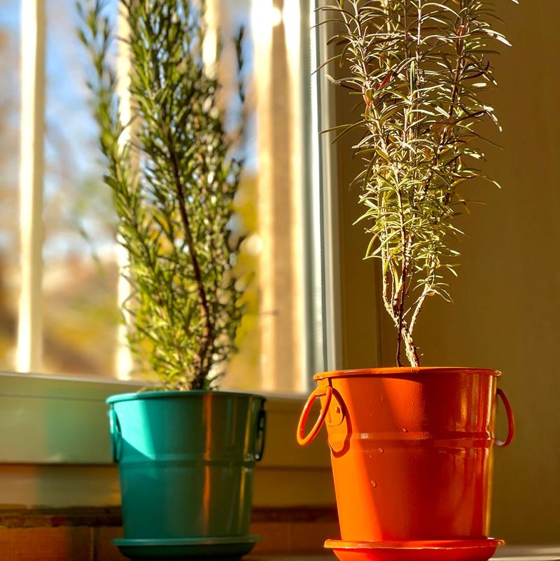 Grow rosemary for the patio, not as a pest shield Grow rosemary for the patio, not as a pest shield