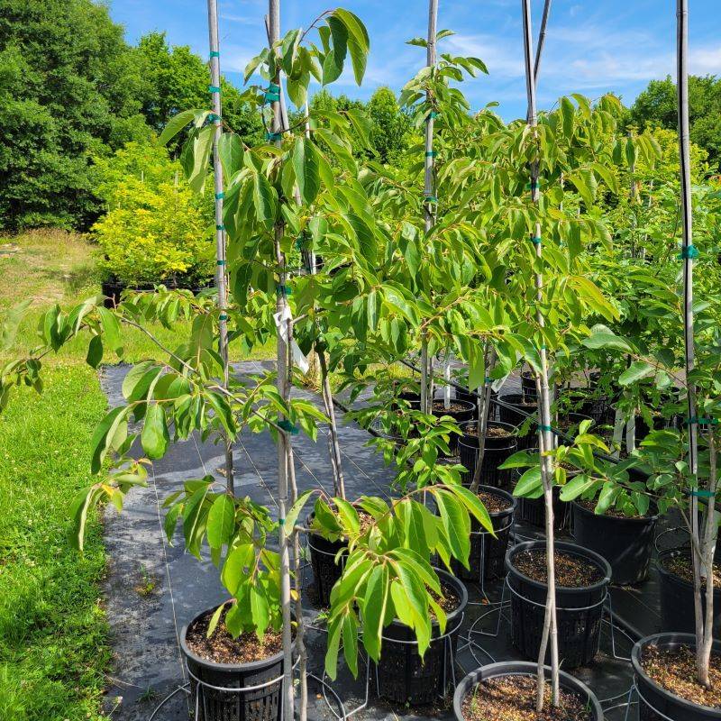 Growing fruit takes patience—and a nursery question Growing fruit takes patience—and a nursery question