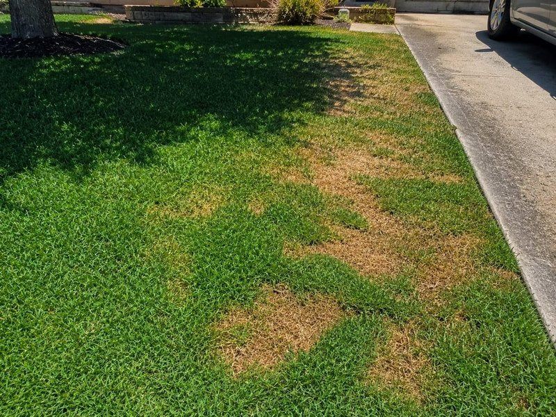Grub treatment can protect turf, not guarantee a beetle-free shrub