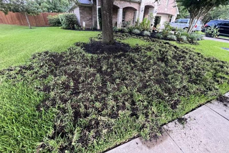 Grubs are one possibility beneath torn turf Grubs are one possibility beneath torn turf