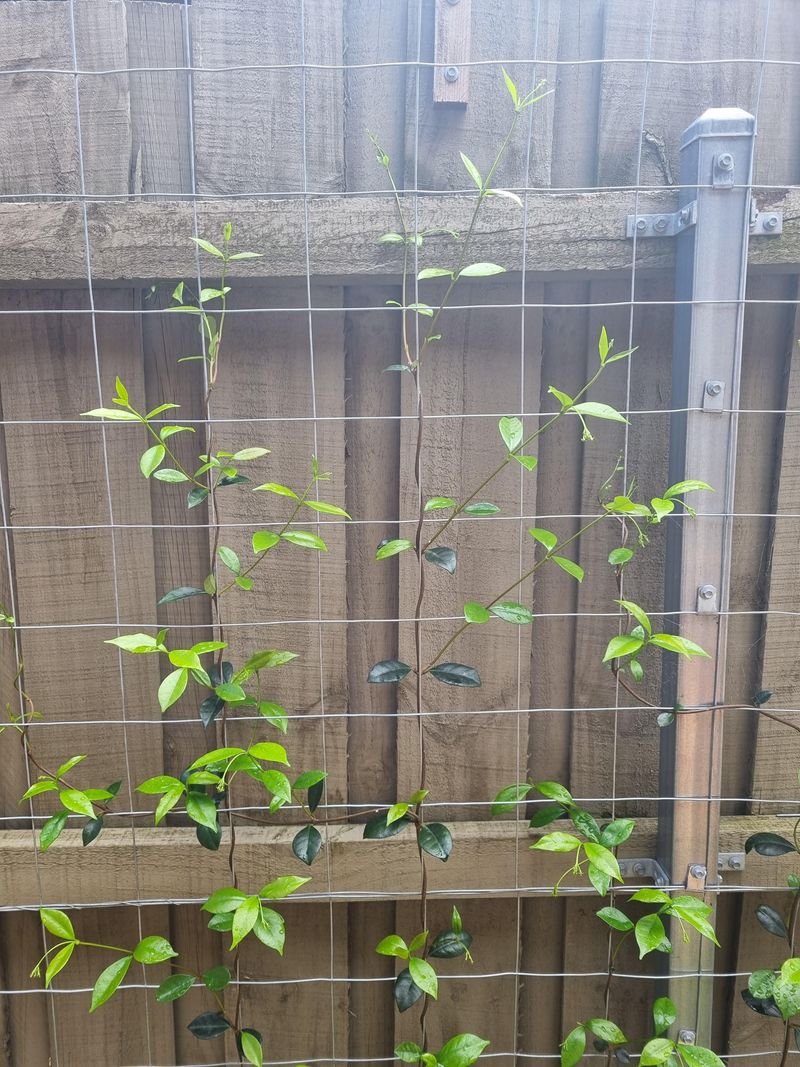 Guide young growth along the fence