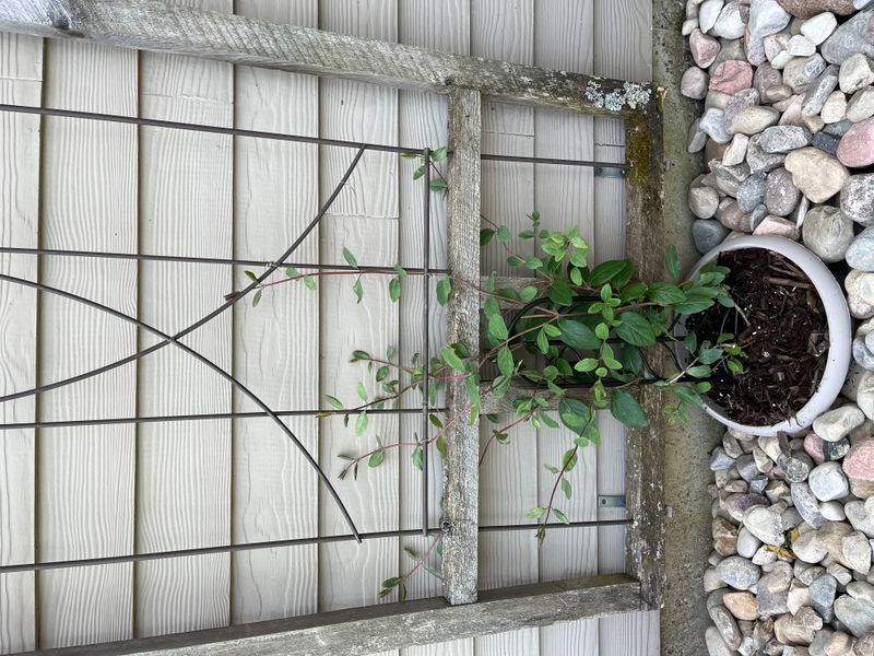 Guide young stems onto a sound frame
