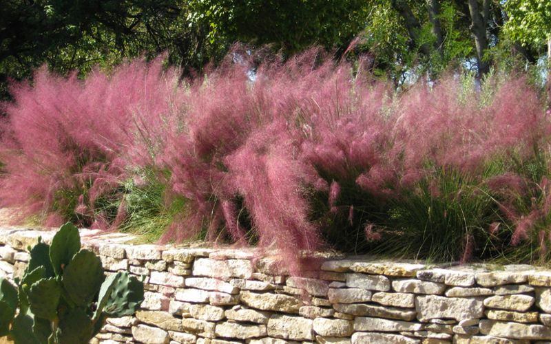 Gulf muhly can create an airy fall haze