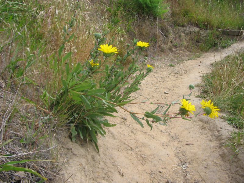 Gumplant (Grindelia)