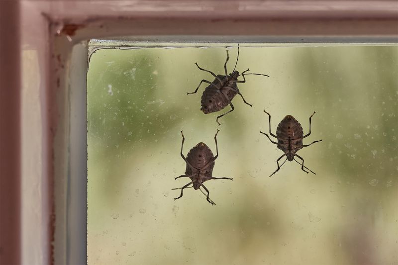 Handle bugs already indoors or in garden beds Handle bugs already indoors or in garden beds