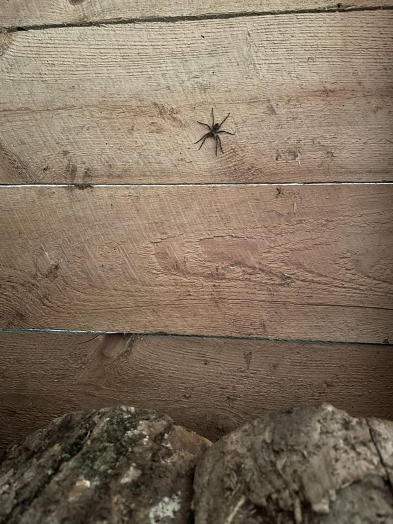 Handle firewood with care