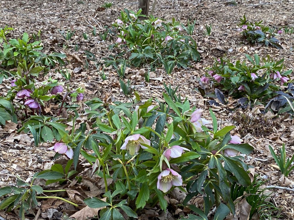 Handle hellebores carefully and watch for self-seeding
