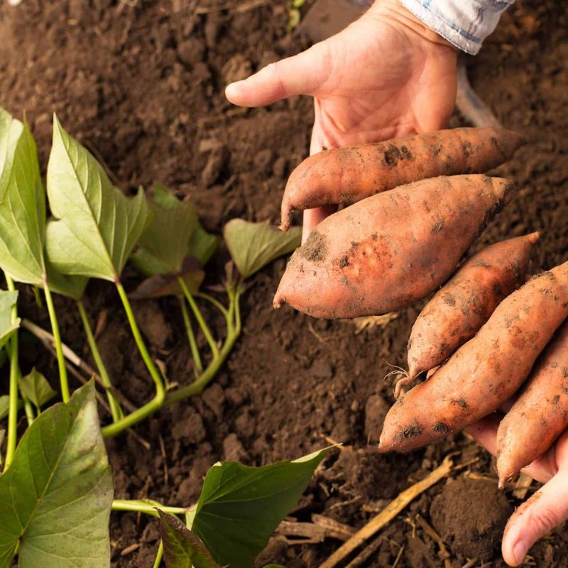 Handle roots gently before curing