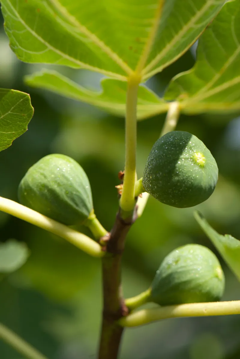 Hard green figs picked now should not be expected to ripen indoors