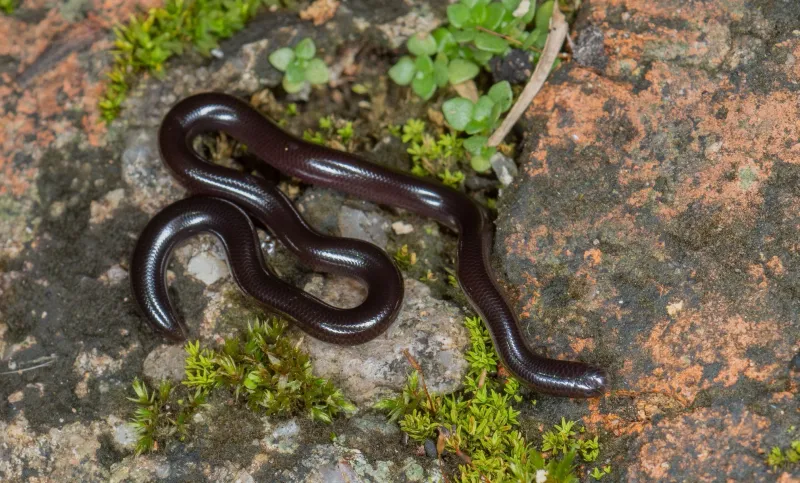 Harmless does not mean handle an uncertain snake