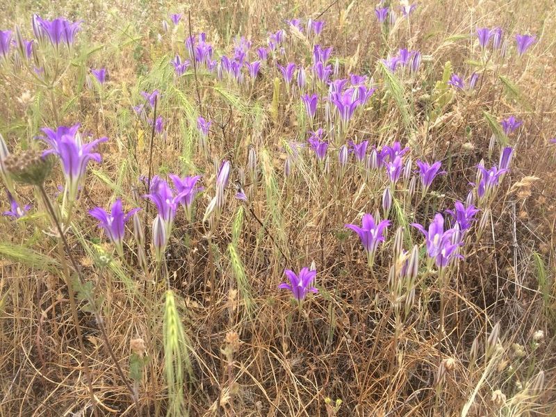 Harvest Brodiaea (Brodiaea elegans) Harvest Brodiaea (Brodiaea elegans)
