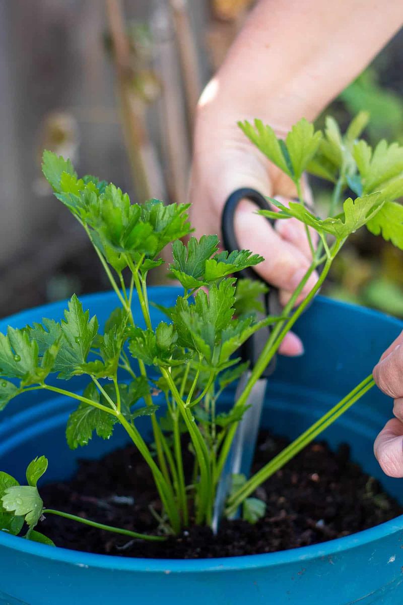 Harvest at the base and expect slower growth