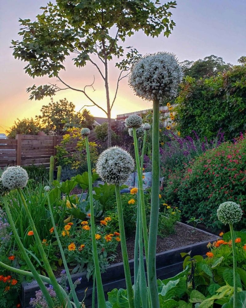 Harvest bolted onions promptly for fresh use