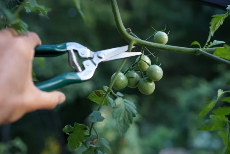 Harvest carefully before frost reaches the vines