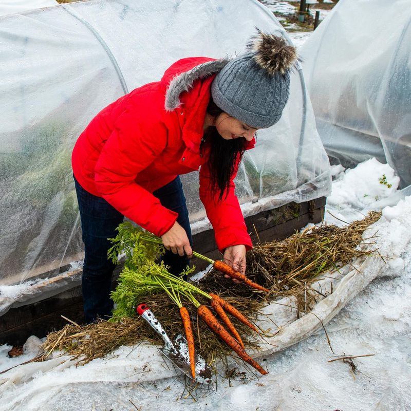 Harvest carrots before frozen ground gets in the way