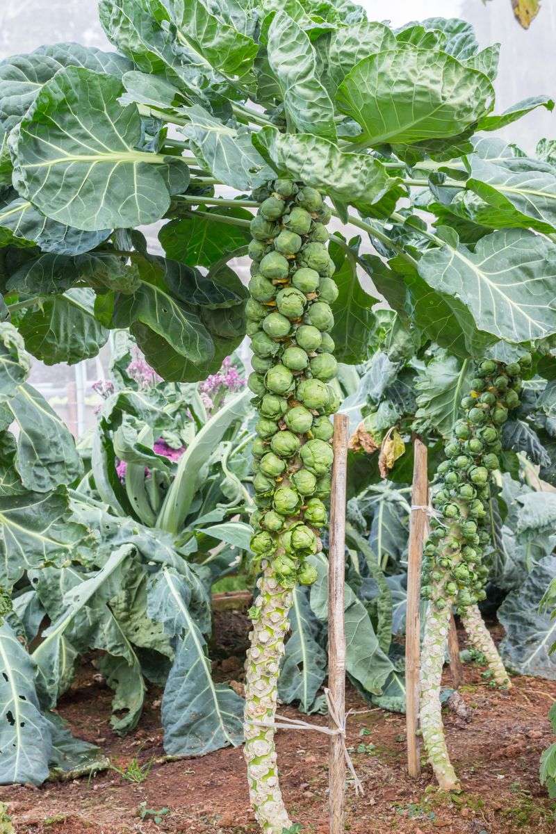 Harvest firm sprouts as they mature