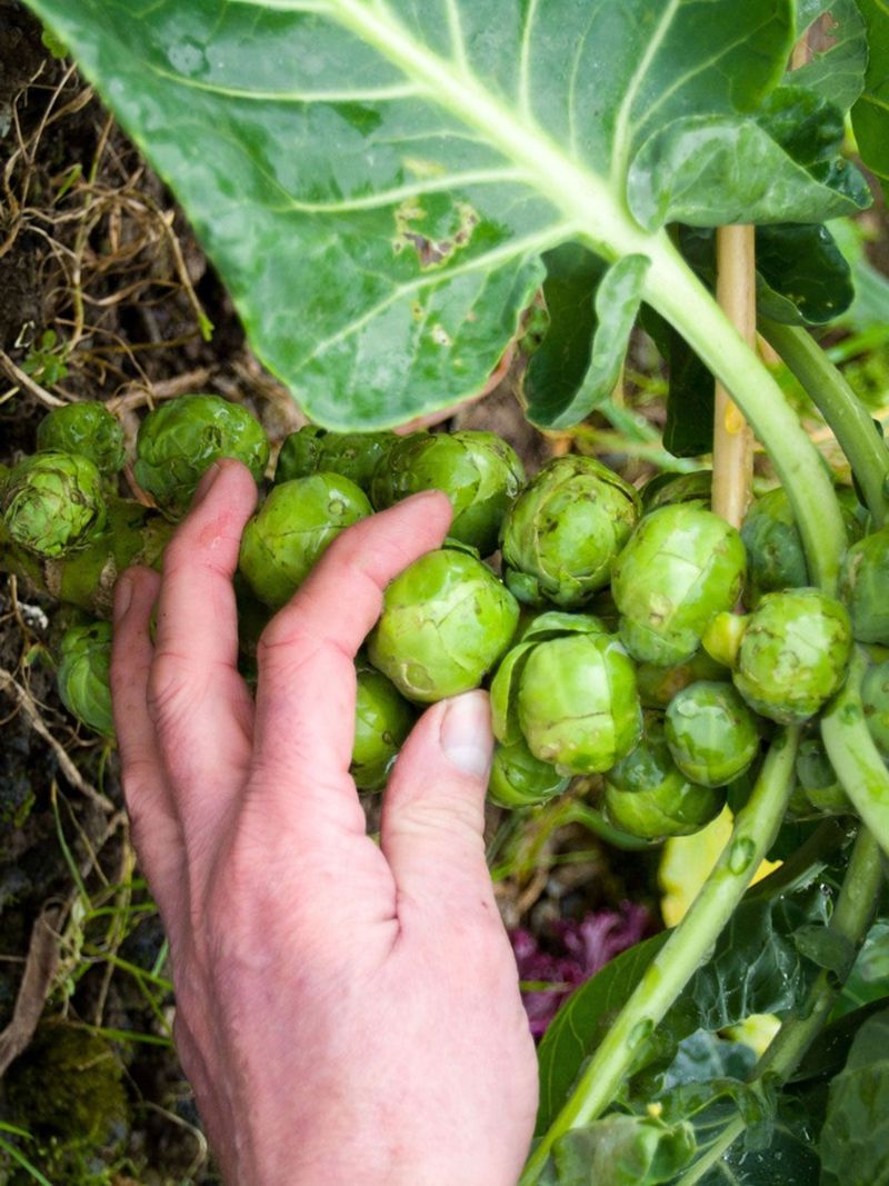 Harvest firm sprouts before their outer leaves split