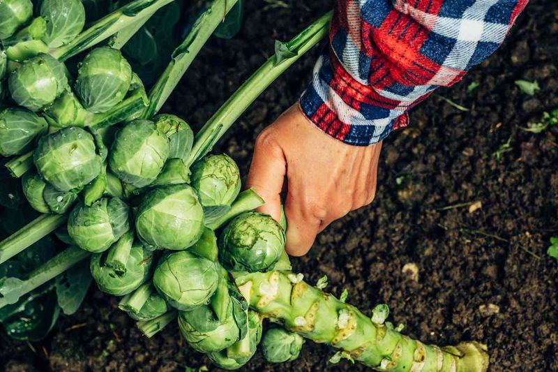 Harvest firm sprouts from the bottom upward