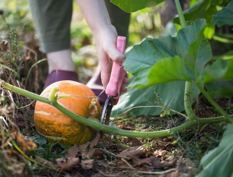 Harvest gently and sort out questionable fruit