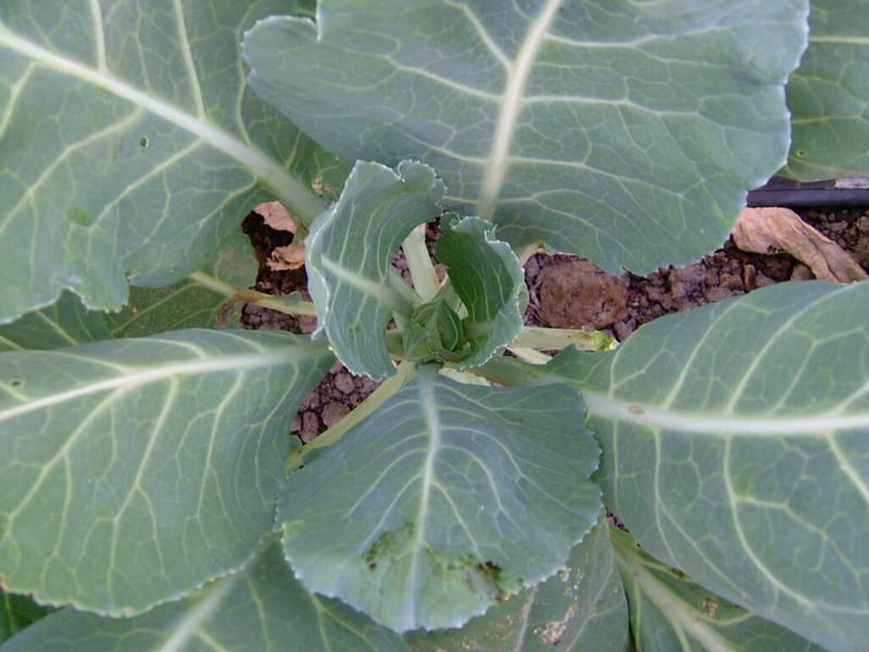 Harvest lower leaves and protect the growing point