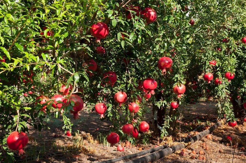 Harvest mature fruit before heavy rain