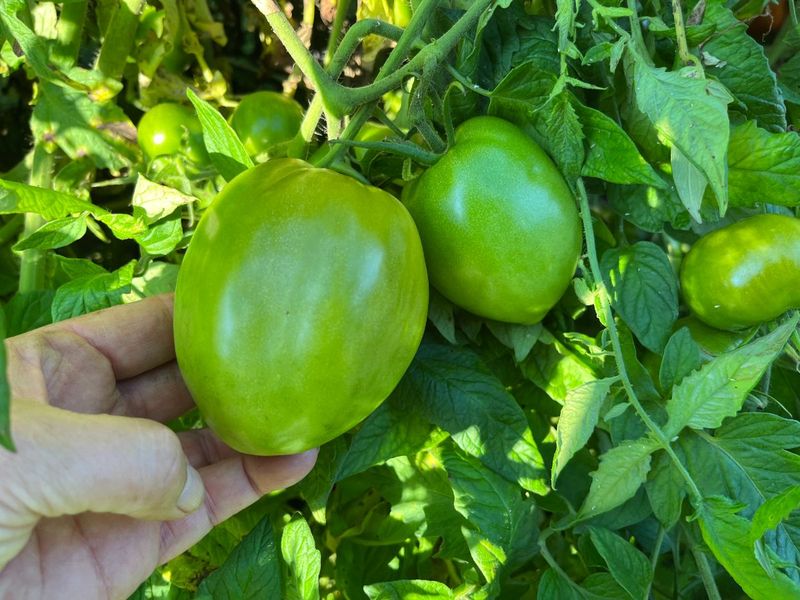 Harvest mature-green tomatoes before frost